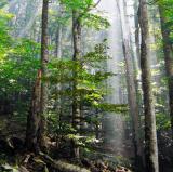 The forest<br />photo credit: Wikipedia