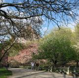 Riverside Park - NYC<br />photo credit: Wikipedia